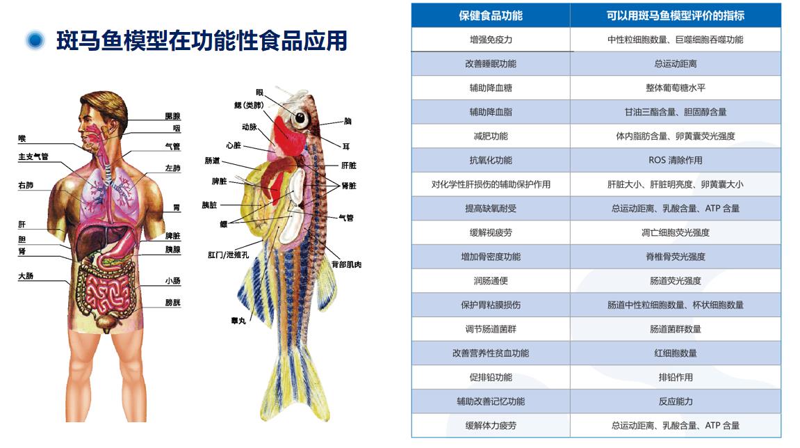 斑马鱼功能性食品应用.jpg